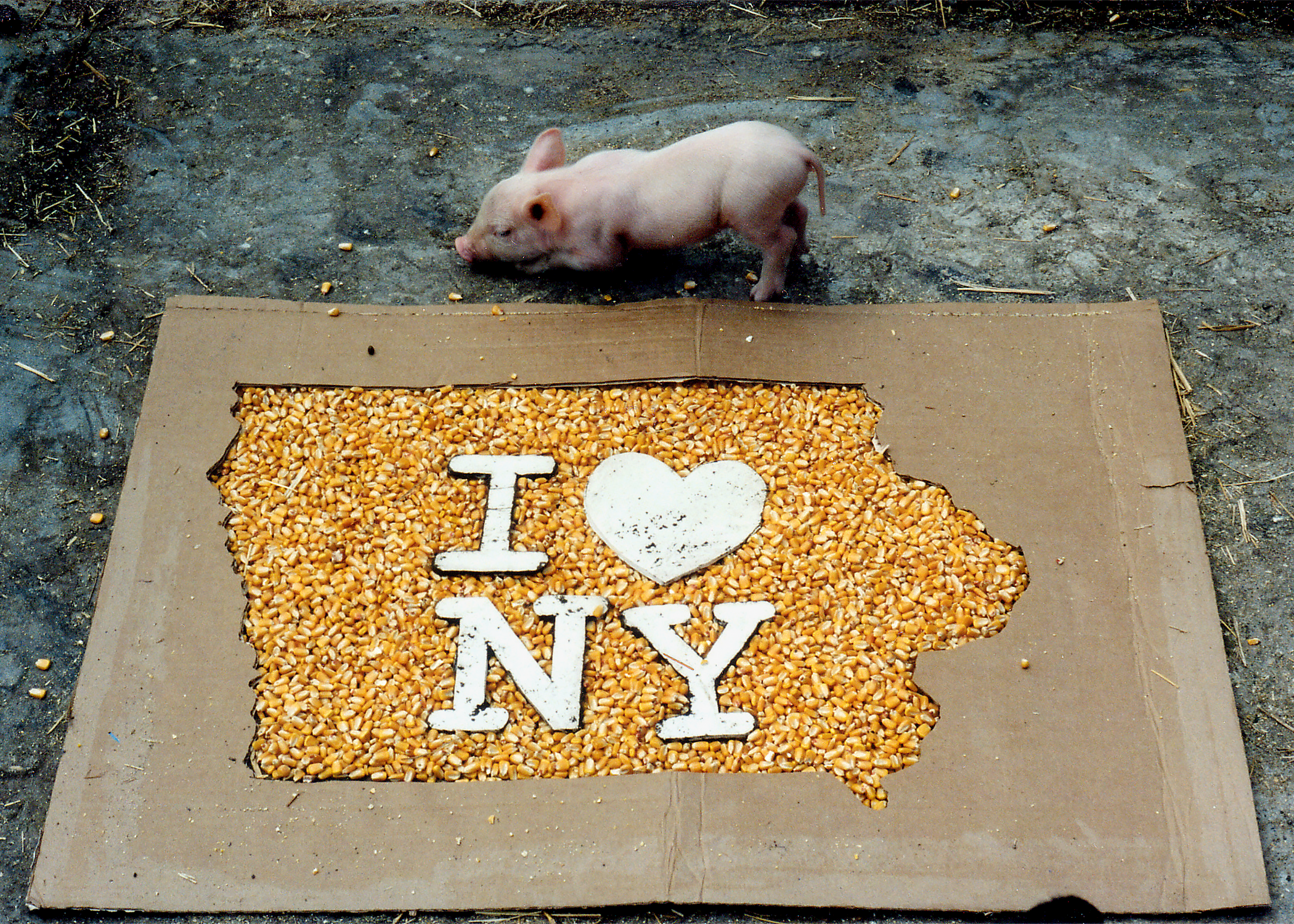 Iowa farm "I love NY" with corn and piglet