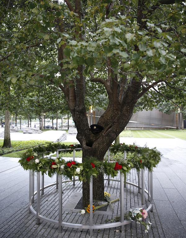 Little Falls Awarded 9/11 Memorial Survivor Tree Seedling
