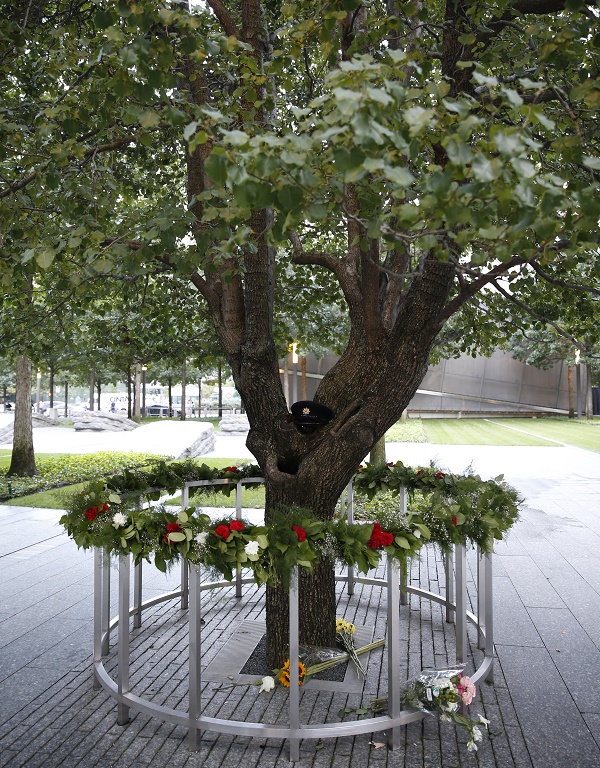 Survivor Tree” seedlings gifted to honor Tree of Life