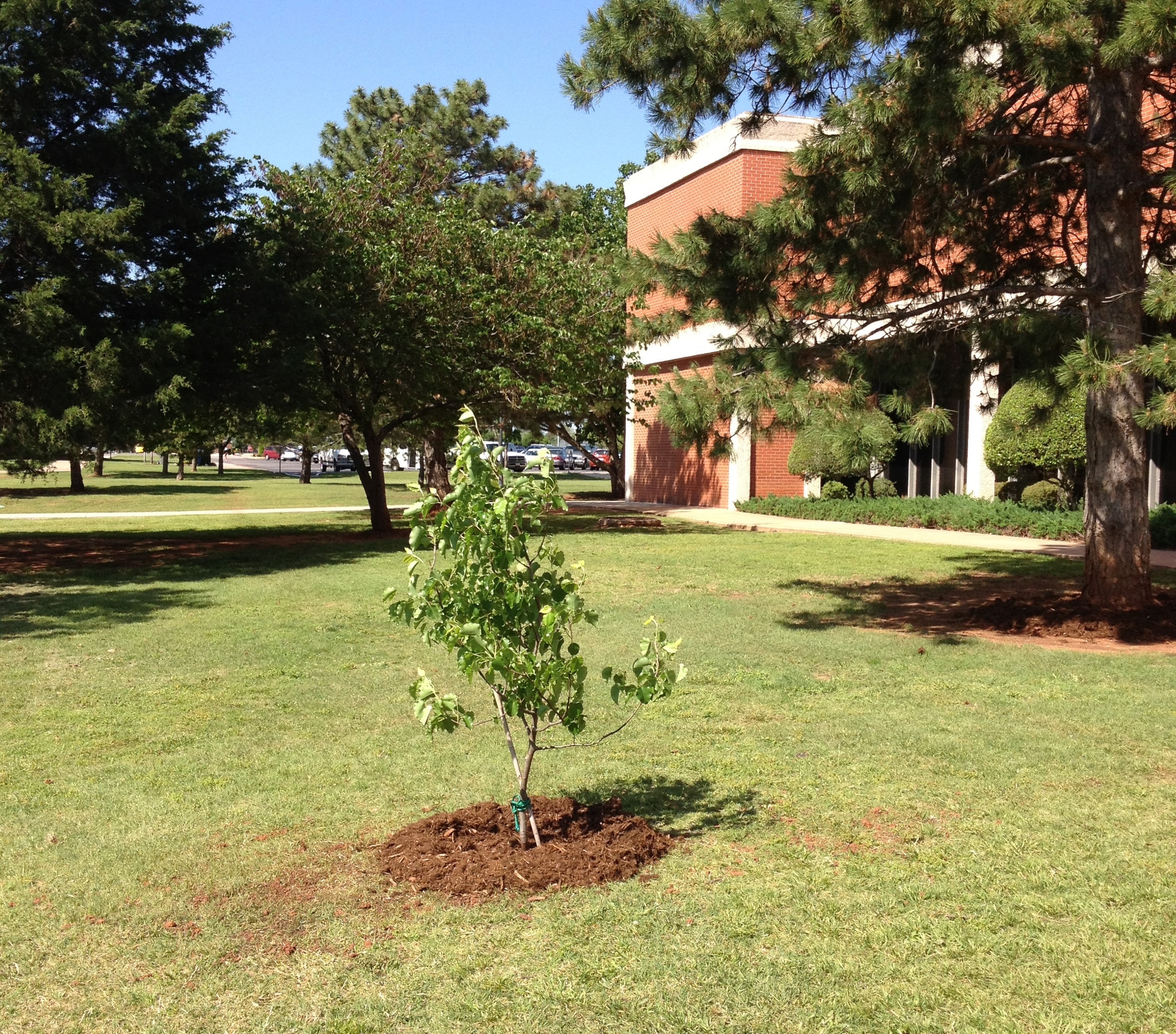 A clone of a 9/11 Memorial Survivor Tree seedling is seen planted in front of a building in Oklahoma.