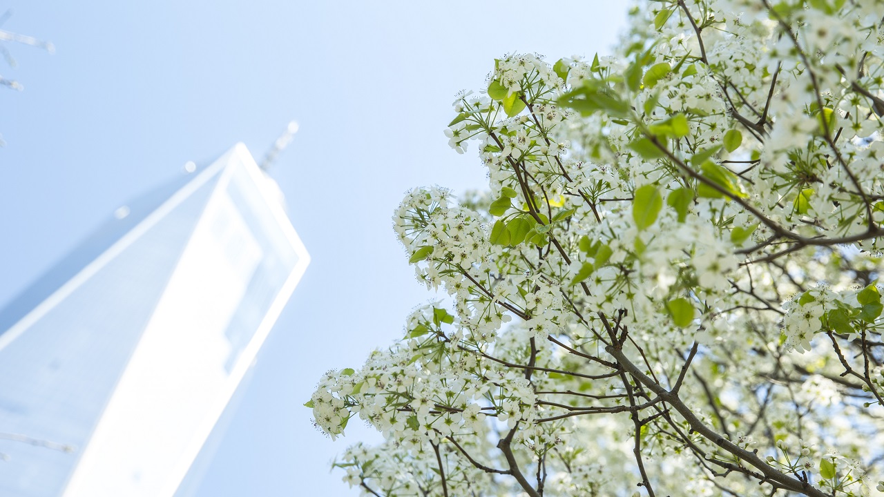 The Survivor Tree stands against the sky, green against blue, on the right, with One World Trade gleaming on the left.