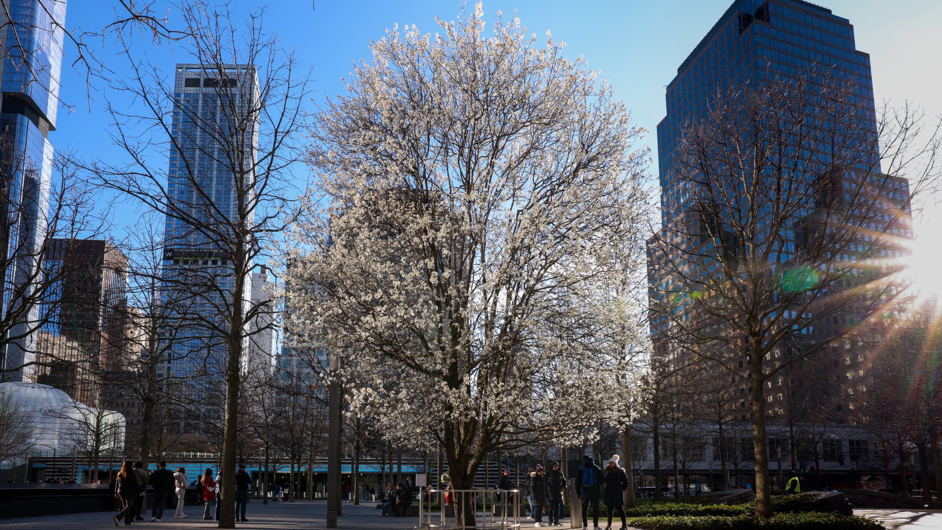The Survivor Tree, One World Trade, and other buildings are visible, along with the sun and the blue sky 