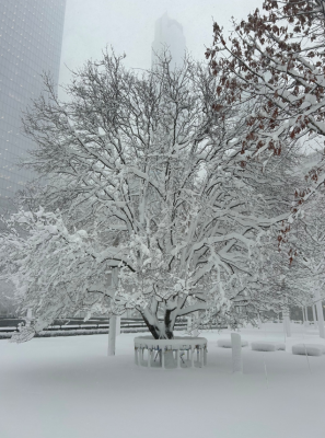 the Survivor Tree blanketed in snow during a blizzard in February 2026