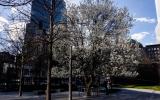 The Survivor Tree stands on the Memorial during springtime with white buds.
