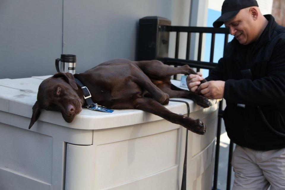 Cash has his paw massaged by his handler. (Amy Dreher photo) Blog_CashBombDetection.jpg