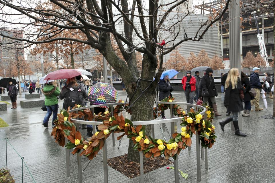 Survivor Tree on the 71st Anniversary of Pearl Harbor (Amy Dreher photo) Pearl Harbor Day.jpg