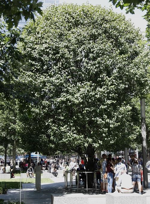 A group of people stand under the green leaves of the Survivor Tree on a sunny day.