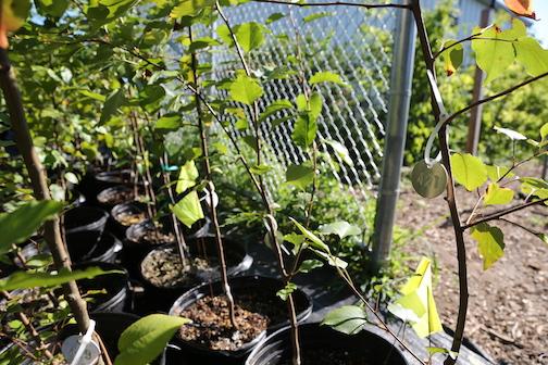 Dozens of Survivor Tree seedlings are seen in black planter pots on the ground.