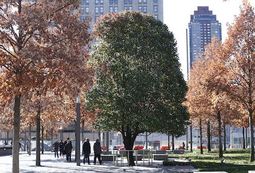 The green leaves of the Survivor Tree contrast against the orange leaves of surrounding swamp white oaks as several visitors walk by on Memorial plaza.