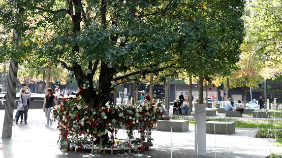 The Survivor Tree stands in full green splendor in this file photo taken in summertime. The protective fence that surrounds the tree is adorned with scores of roses affixed to its rails.